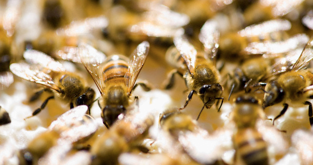 Február végéig lehet jelentkezni az idei méhegészségügyi támogatásra