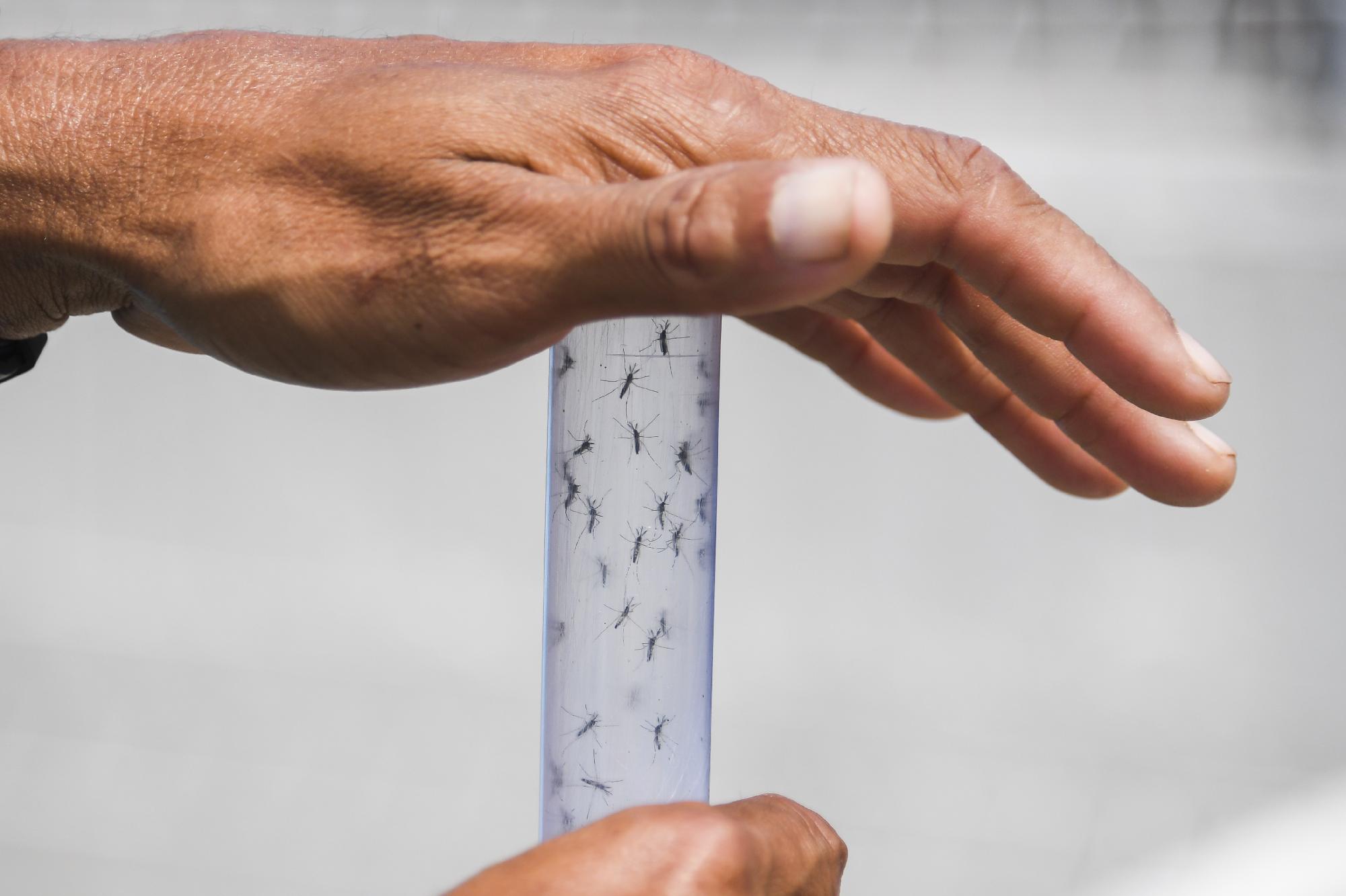 Százezer hektáron irtják a szúnyogokat