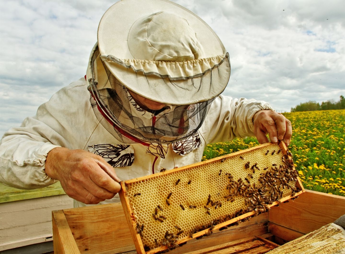 Nagy István: A kormány idén 600 millió forintot biztosít a méhészek támogatására 