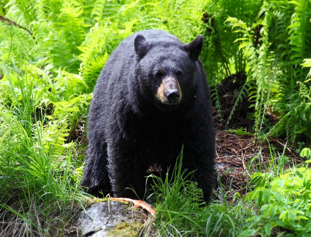 Fekete medve ölt meg egy nőt Kanadában