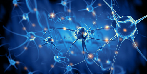 Eddig ismeretlen, alapvető kapcsolatot fedeztek fel az idegsejtek és az agyi immunsejtek között magyar kutatók