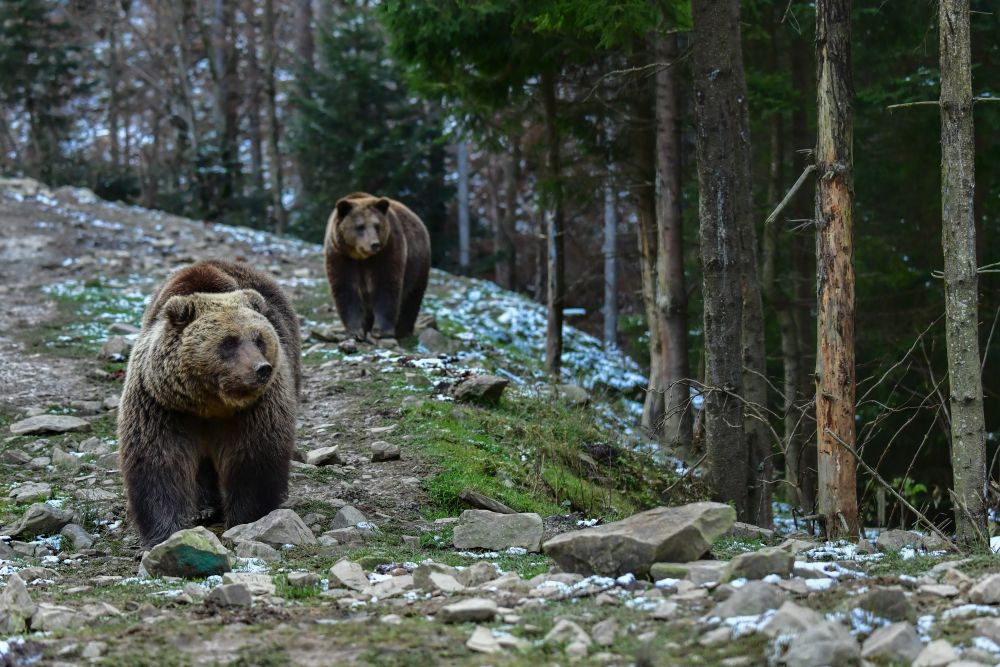 Tavasztól újra lehet vadászni barna medvére Romániában