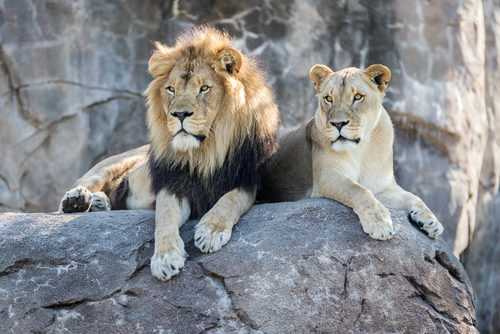 Egy kamasz maradványaira bukkantak egy pakisztáni állatkert oroszlánkifutójában