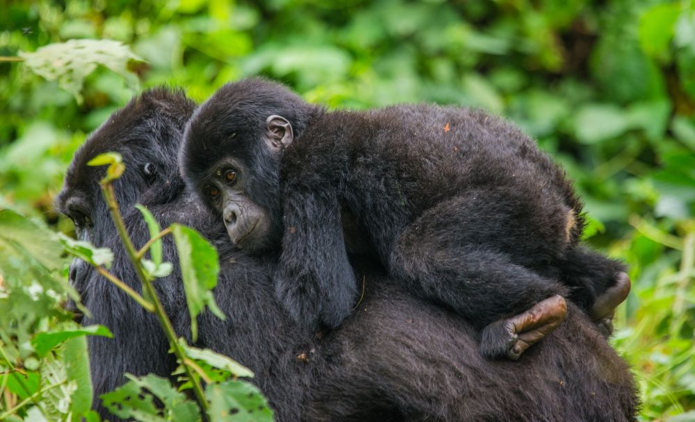 Leonardo DiCaprio segít megmenteni a Virunga Nemzeti Parkot