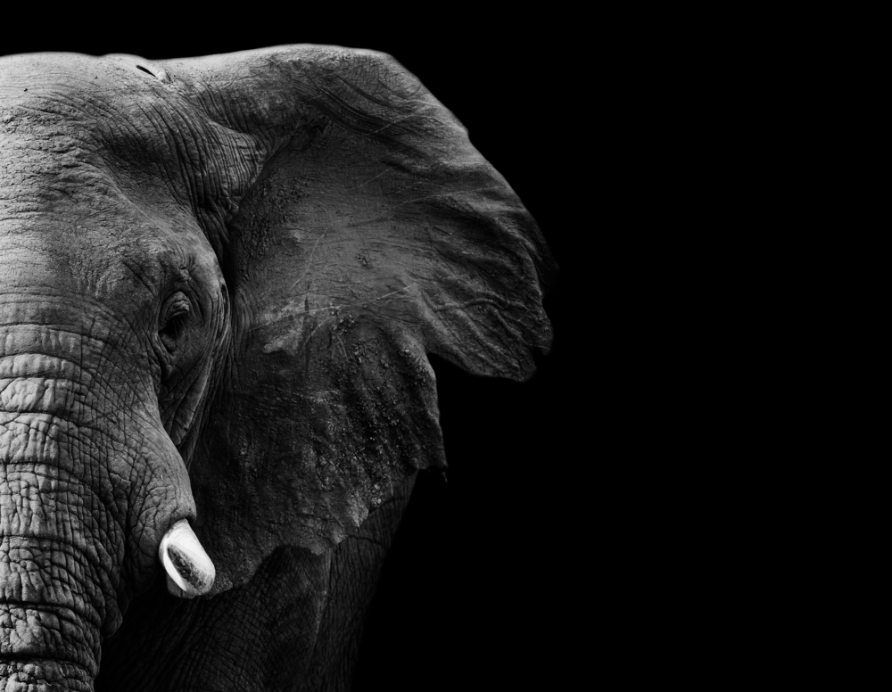 Folytatódik a rejtélyes elefántpusztulás Botswanában