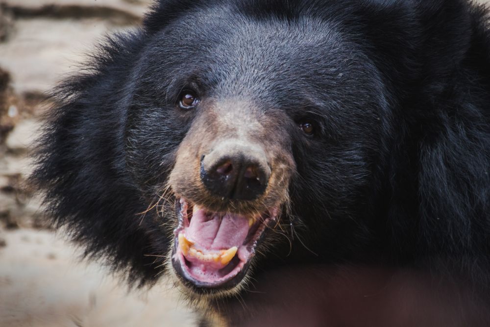 Lelőttek Japánban egy medvét, amely megsebesített négy embert