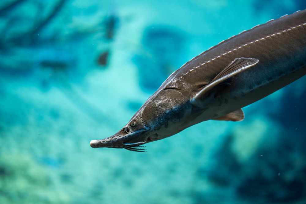 Orvhalászat sodorja a kihalás szélére a Duna tokhalfajait