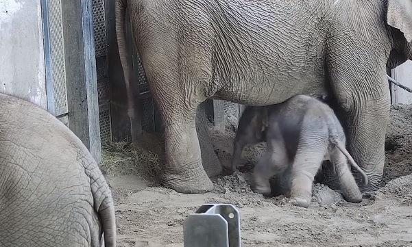 Megszületett a várva várt kiselefánt + videó