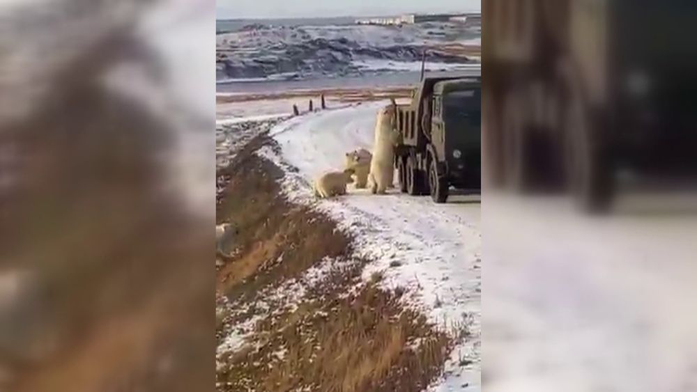Jegesmedvék másztak egy lerobbant kamion platójára