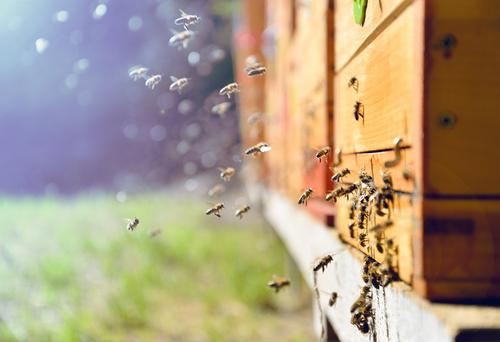 Csaknem 60 ezer méhet loptak el egy pennsylvaniai élelmiszerbolt-hálózat földjéről 