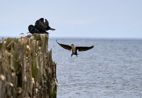  Elpusztult vagy haldokló tengeri madarak százait találták egy dániai szigeten 