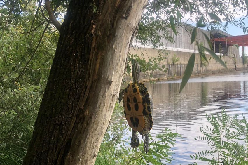 Fára fellógatott teknős életét mentette meg egy horgász