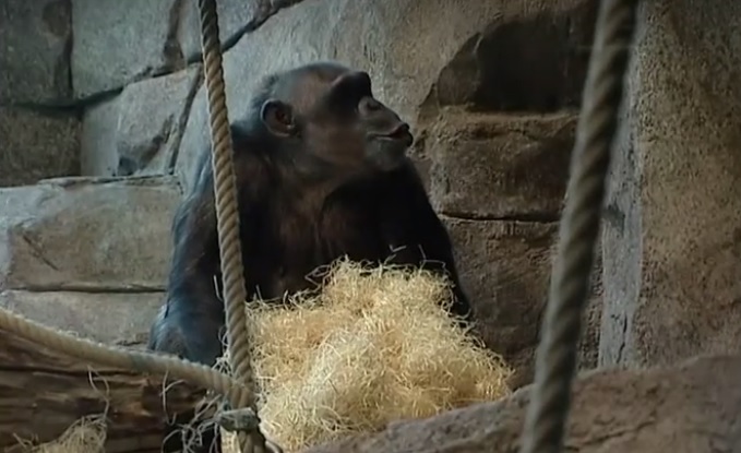 Forró csokoládét kaptak svéd állatkertben kiszabadult csimpánzok