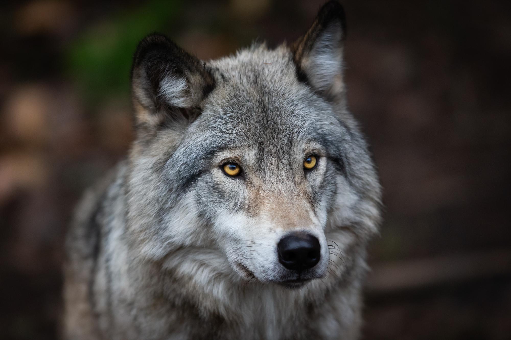 Így találták meg a kilőtt svájci farkas jeladóját
