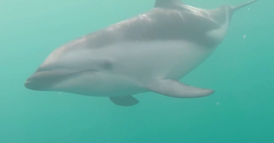 Radar – Madárinfluenza fertőzi a chilei delfineket