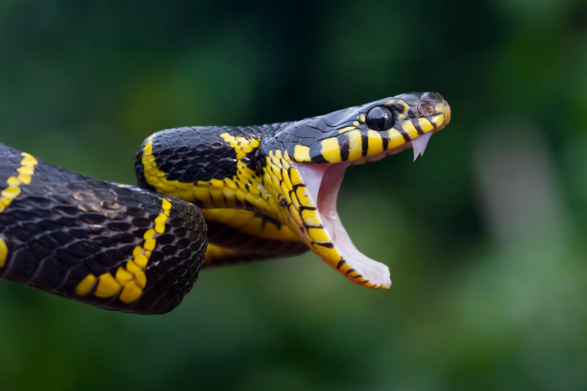 Kígyómarás végezhetett egy francia turistával Ausztráliában