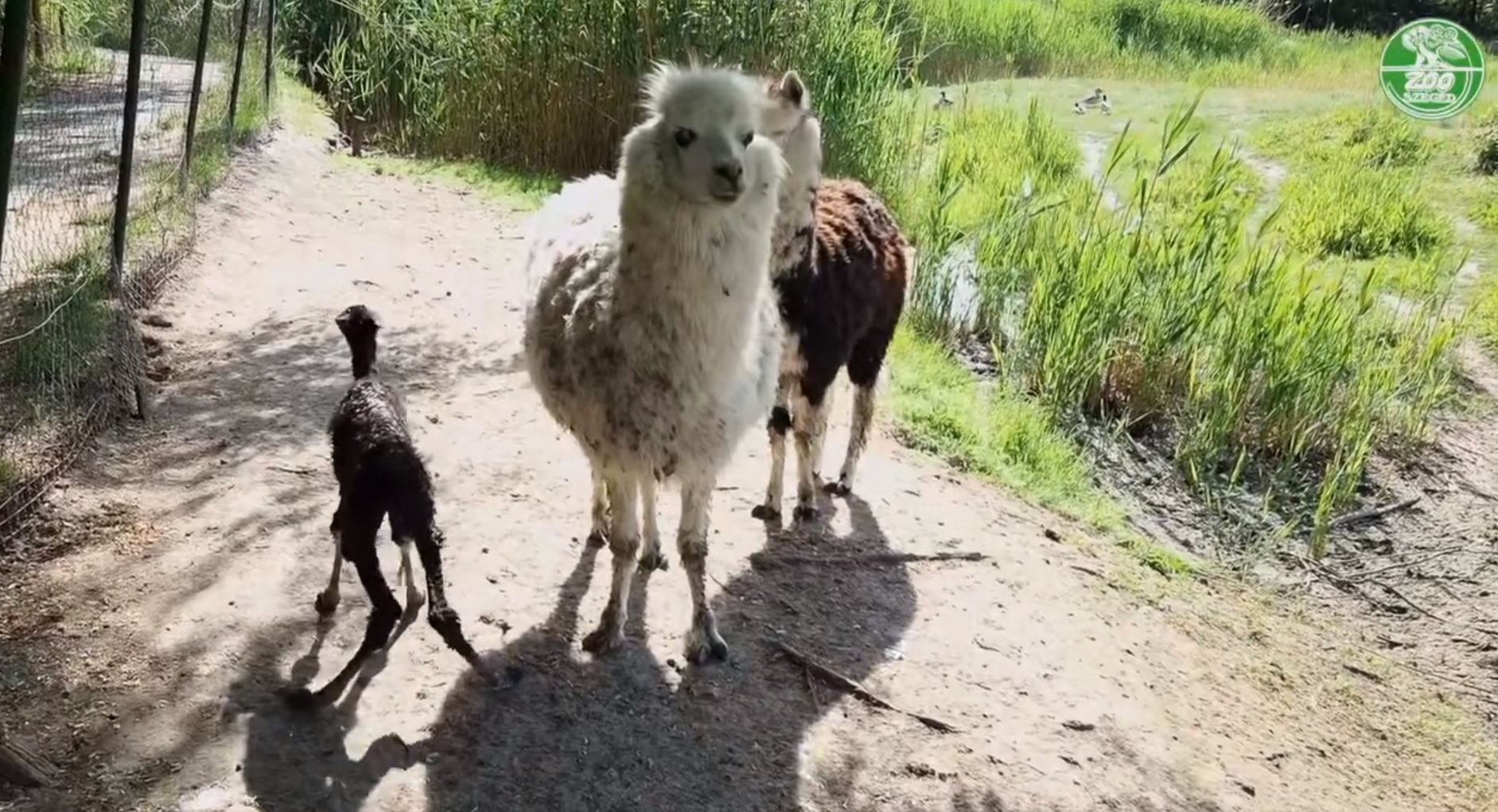 Alpaka csikó született a Szegedi Vadasparkban + videó