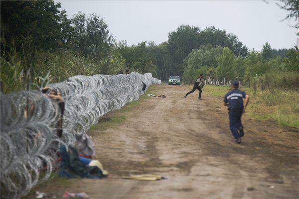 A gyorstelepítésű drótakadályon átmászott illegális bevándorlót üldöz egy rendőr Röszke közelében.