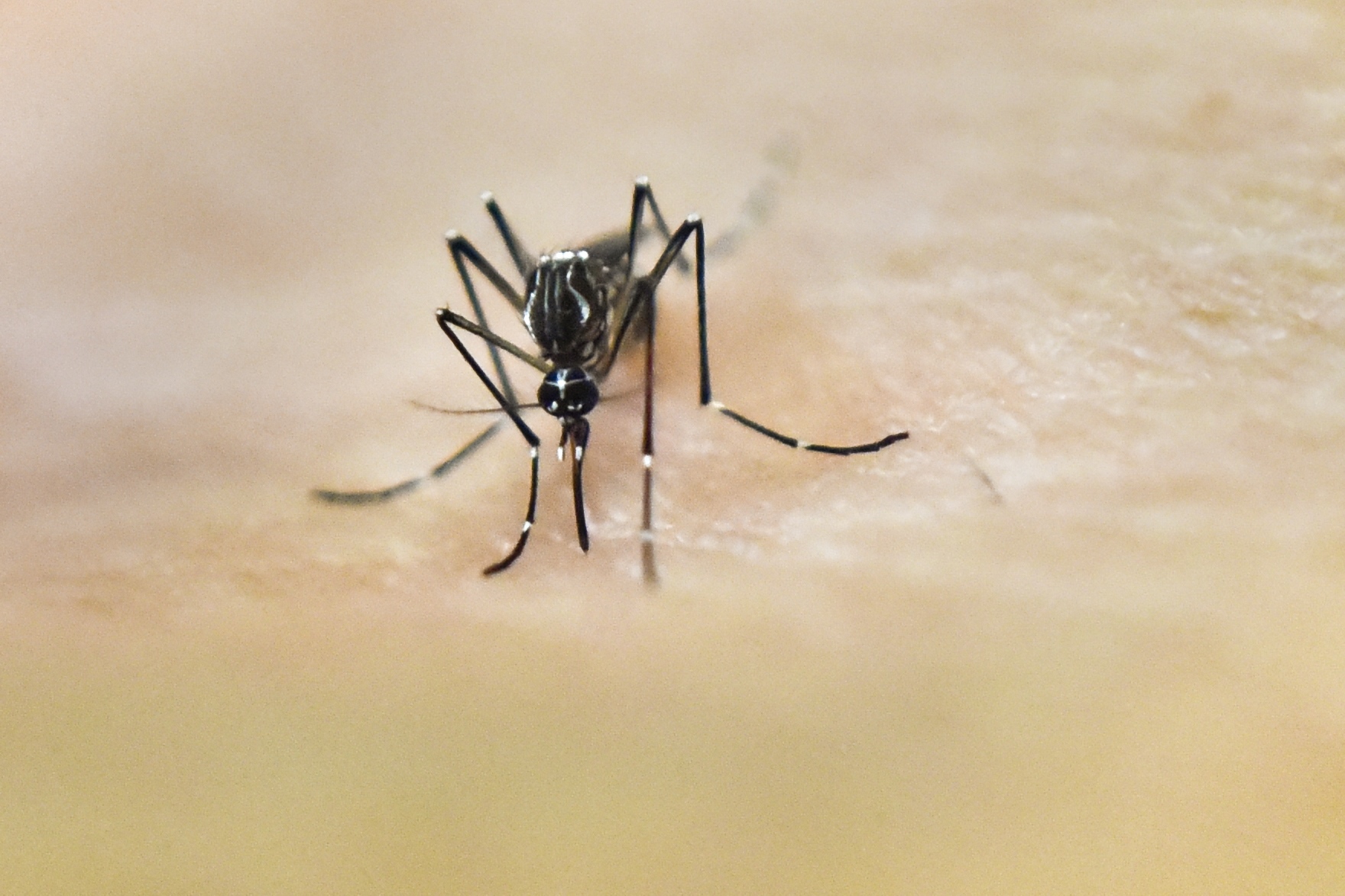 Újabb biológiai szúnyoggyérítés lesz a Balatonnál