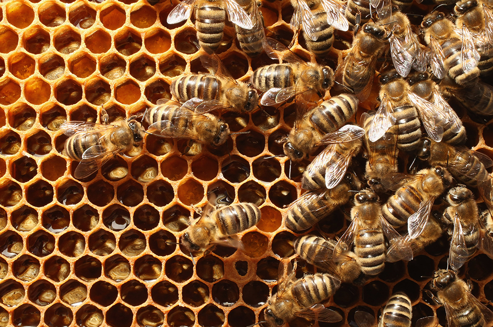  Újra igényelhető támogatás a méhészeti nemzeti programból