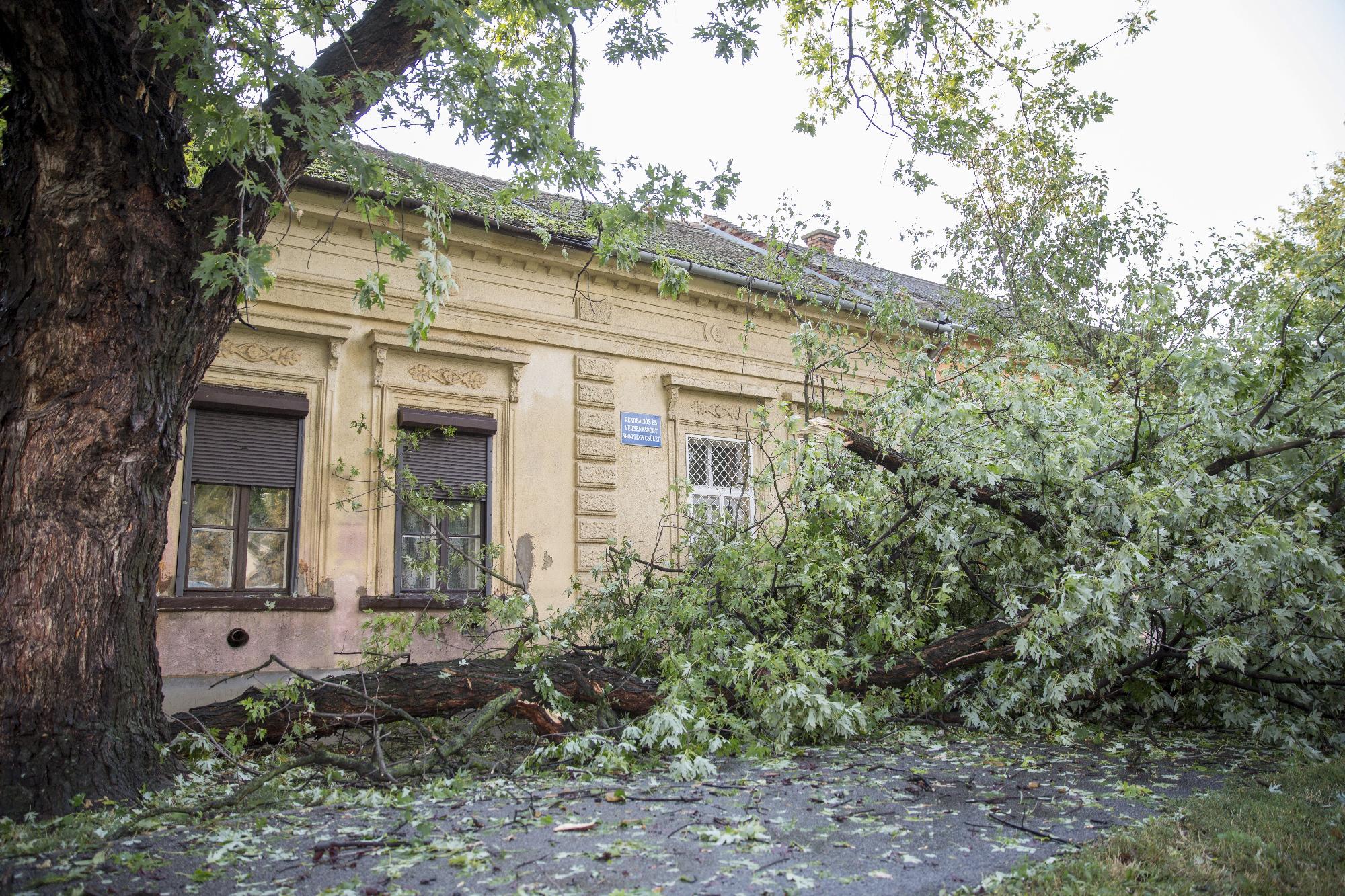 Fákat csavart ki a vihar Borsod és Nógrád megyében