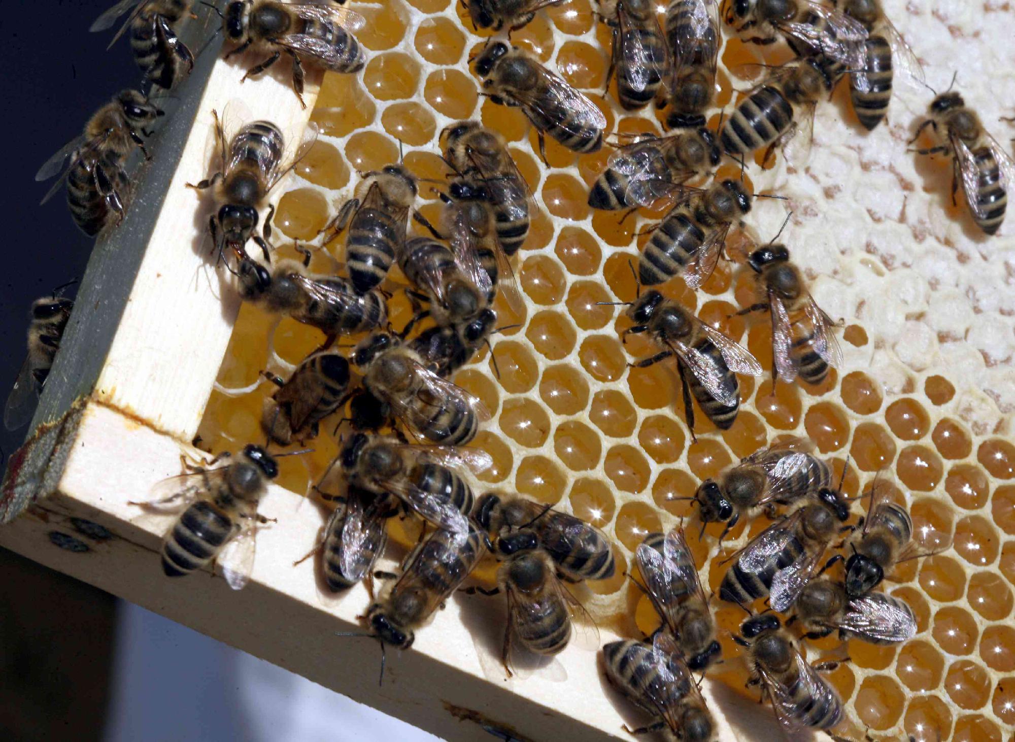 Összefognak a magyar és horvát méhészek