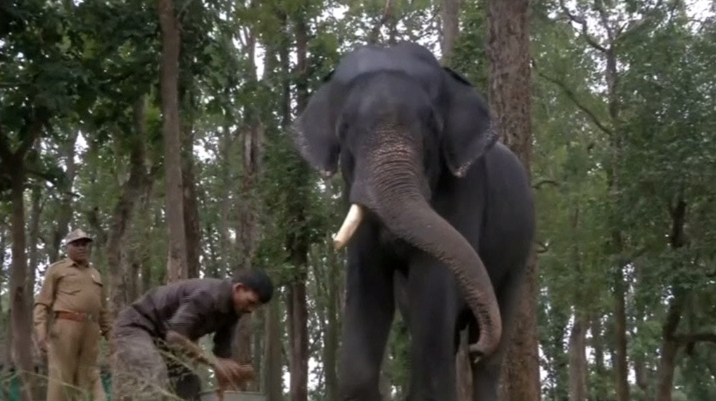 Elefántoknak nyílt szanatórium Indiában