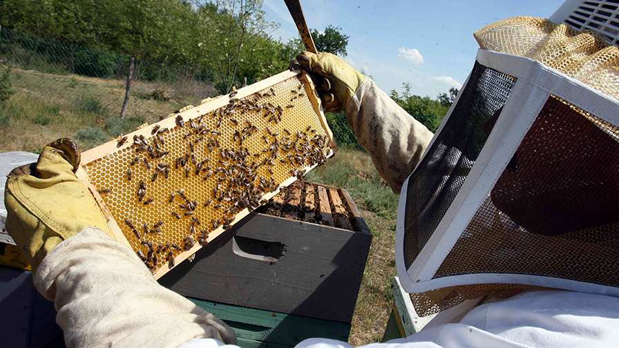 Tömeges méhpusztulás sújtotta az ágazatot