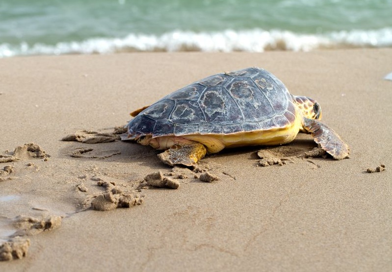 Visszatérnek a szinte teljesen kipusztított teknősfajok