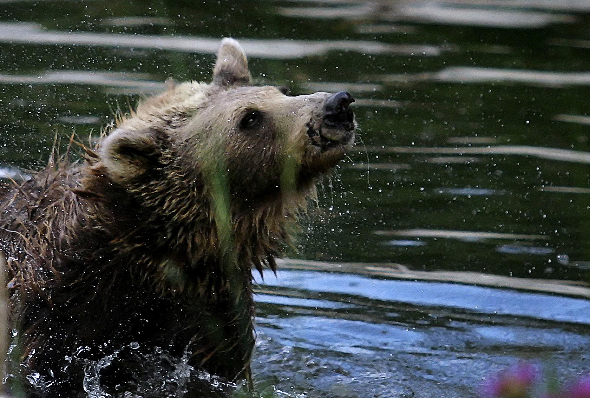 Az Európai Parlamenthez intéznek petíciót a túlszaporodott romániai medvék ügyében