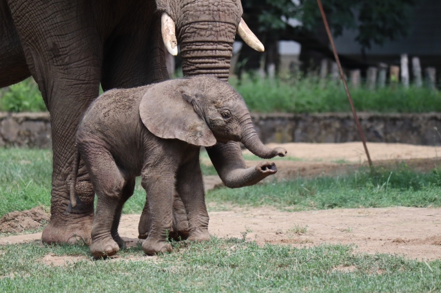Nevet kapott a nyíregyházi elefántborjú