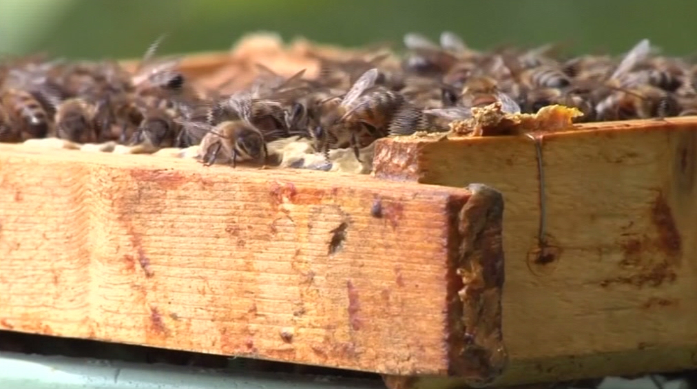 Lehet, megvan, mi okozza a tömeges méhpusztulást