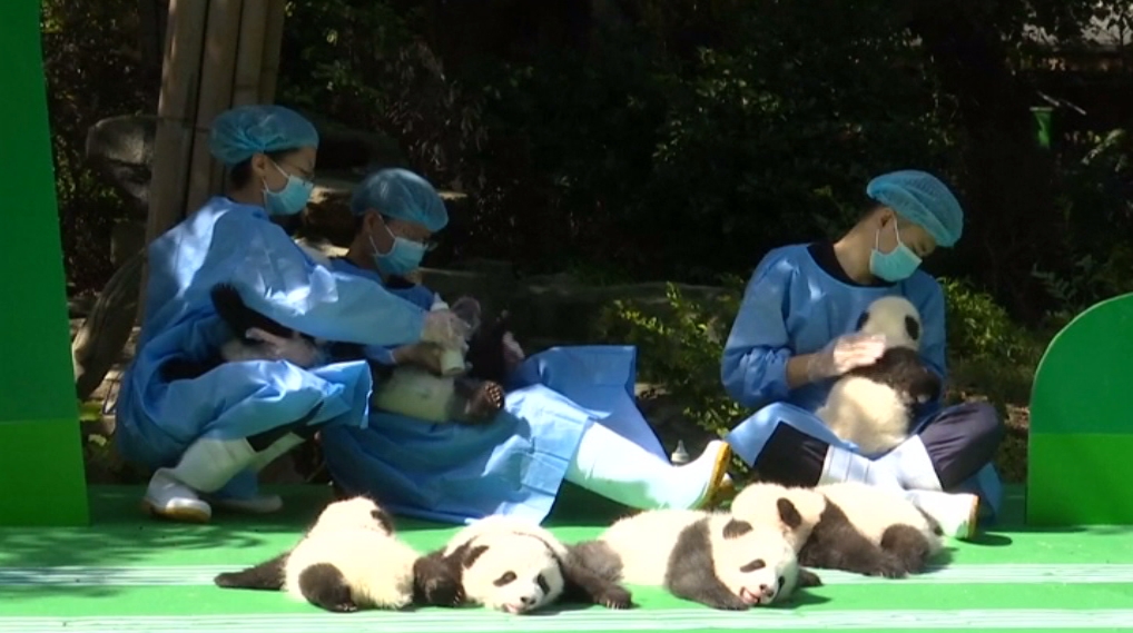 Kínában 12 újszülött pandának örülhetnek a látogatók