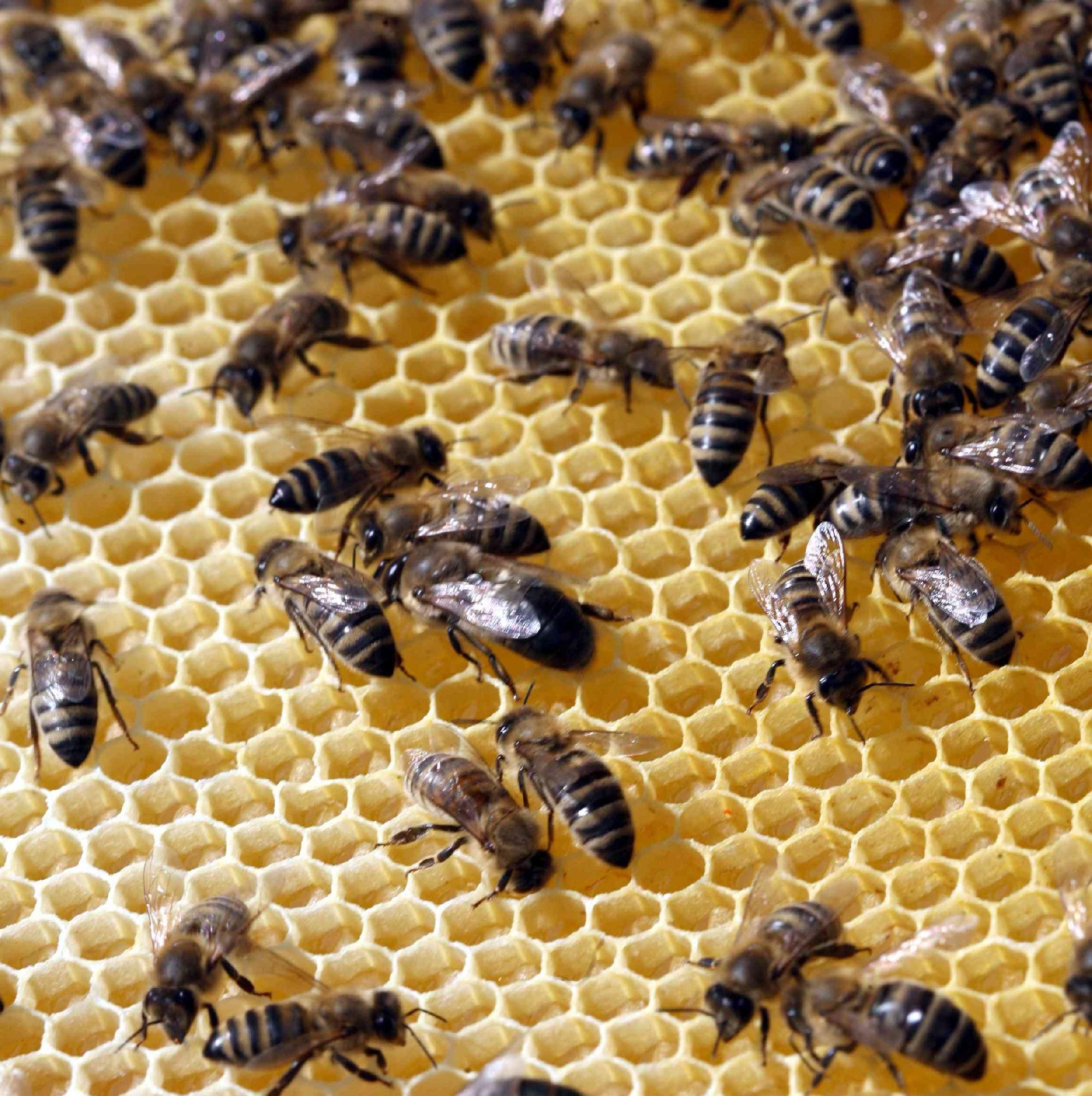 Nagy gondot okozott a méhészeknek a méhpusztulás