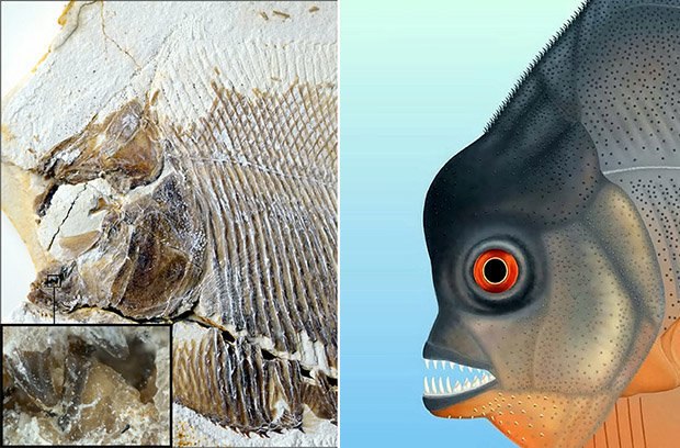 Felfedezték a legrégebbi ismert húsevő halat