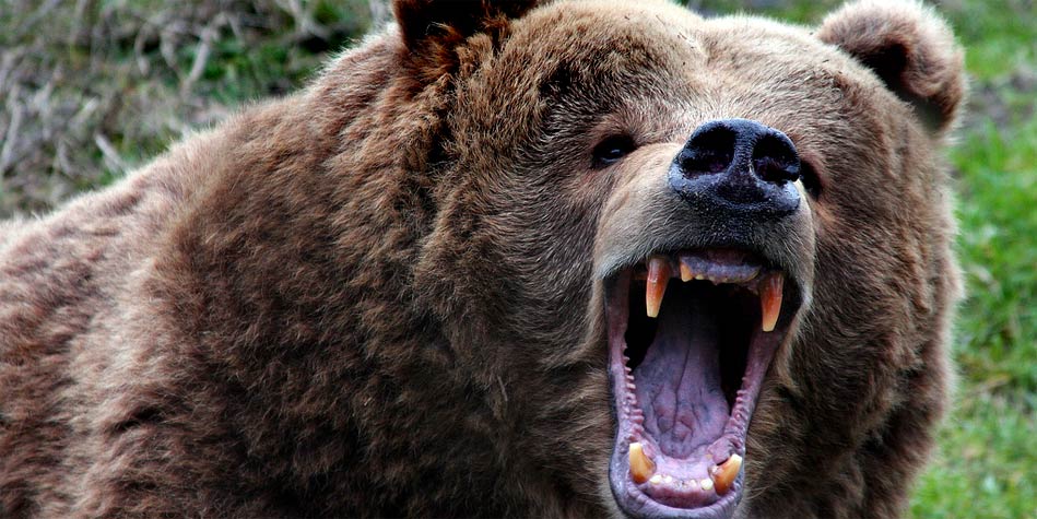 Támadnak a medvék Székelyföldön