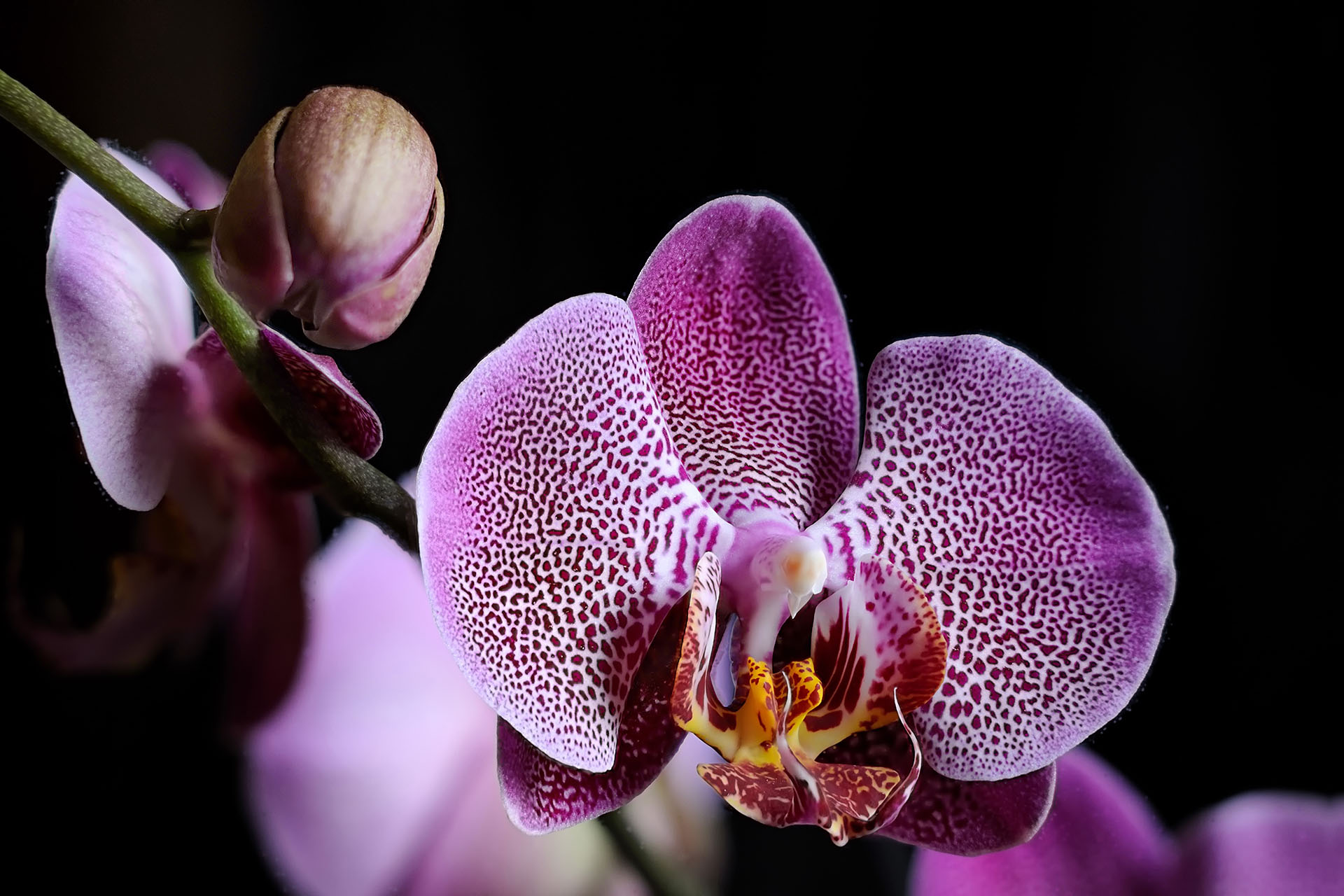 Még megtekinthető az orchidea- és broméliakiállítás