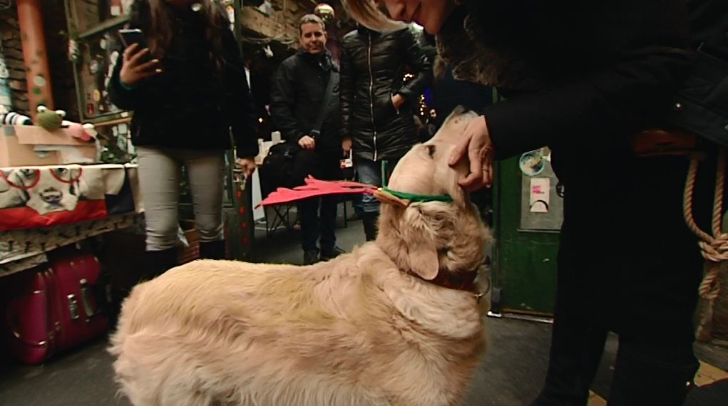 Kutyabarát karácsonyi vásáron várták a négylábú kedvenceket