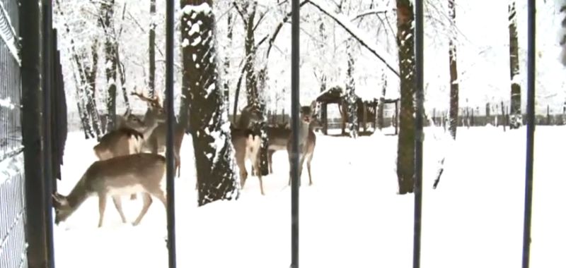 Látvány-etetések az állatok karácsonyán a Szegedi Vadasparkban