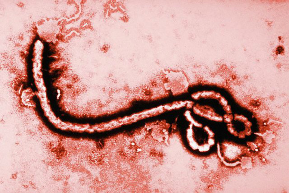Már Svédországban az ebola?