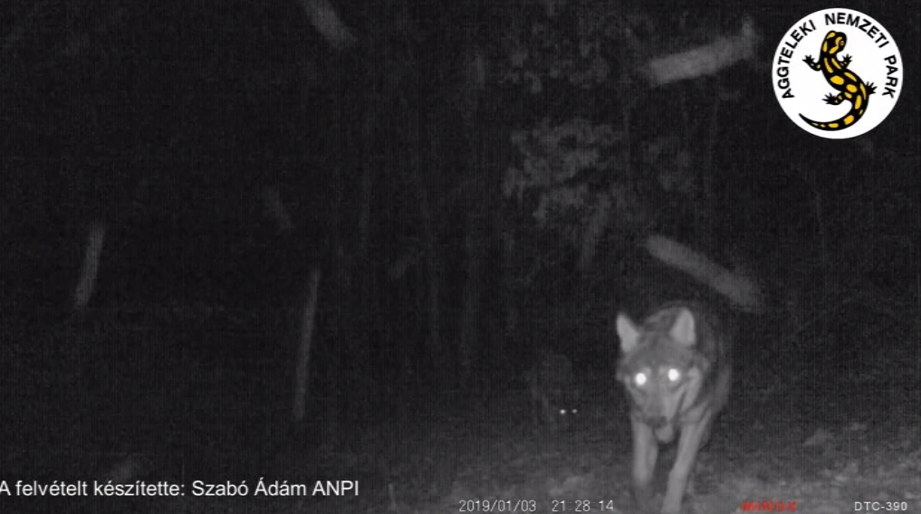 Farkasok ólálkodnak az Aggteleki Nemzeti Parkban