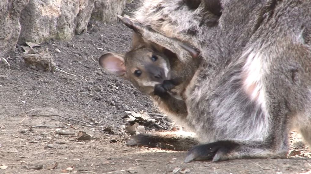 Már ki-be ugrál anyja erszényébe a legifjabb Benett-kenguru