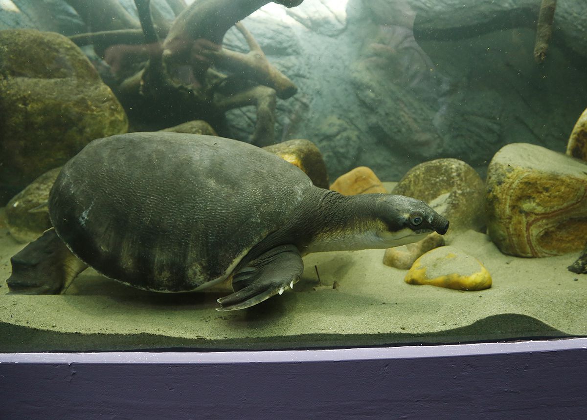 Coca, a malacképű teknős megszabadult a társbérlőktől