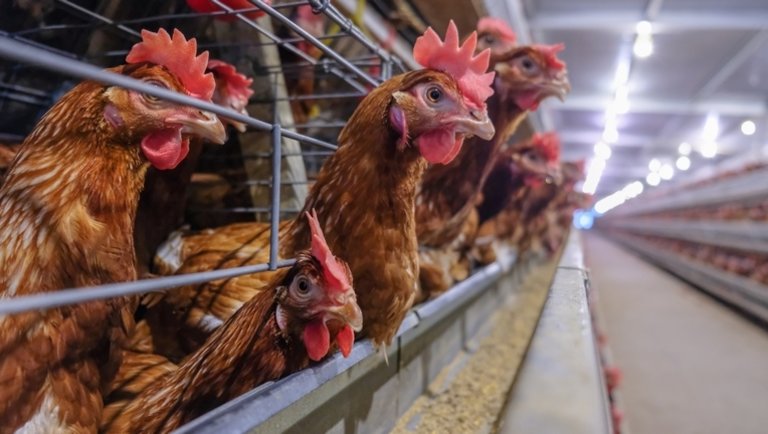 Agrárszervezetek uniós intézkedést sürgetnek a brazil madárinfluenza-járvány miatt