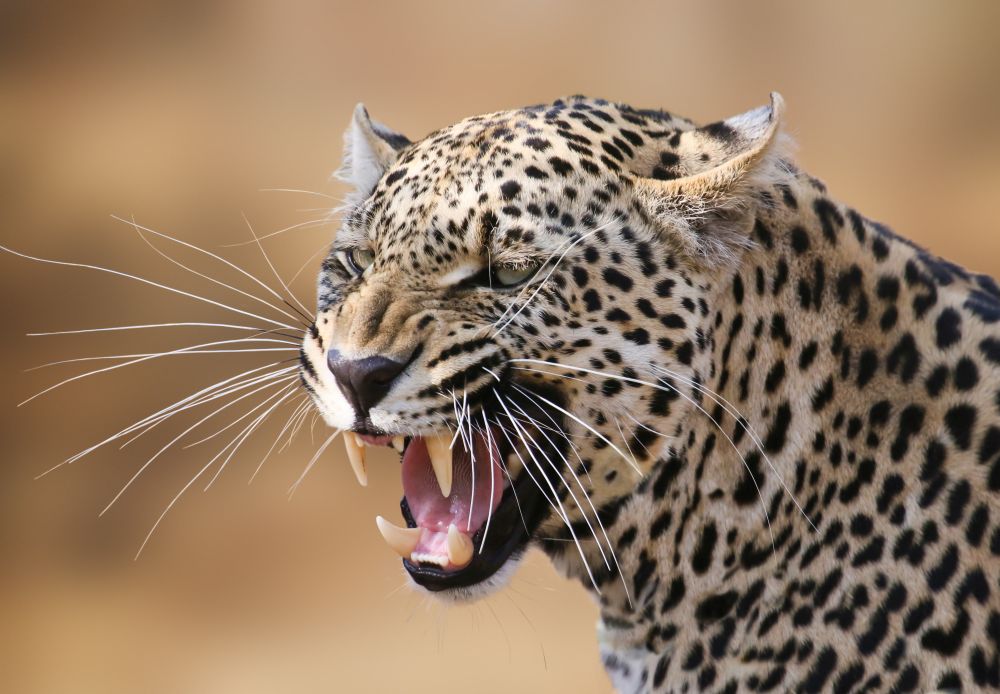 Leopárd ölt meg egy kétéves gyereket a Kruger Nemzeti Parkban