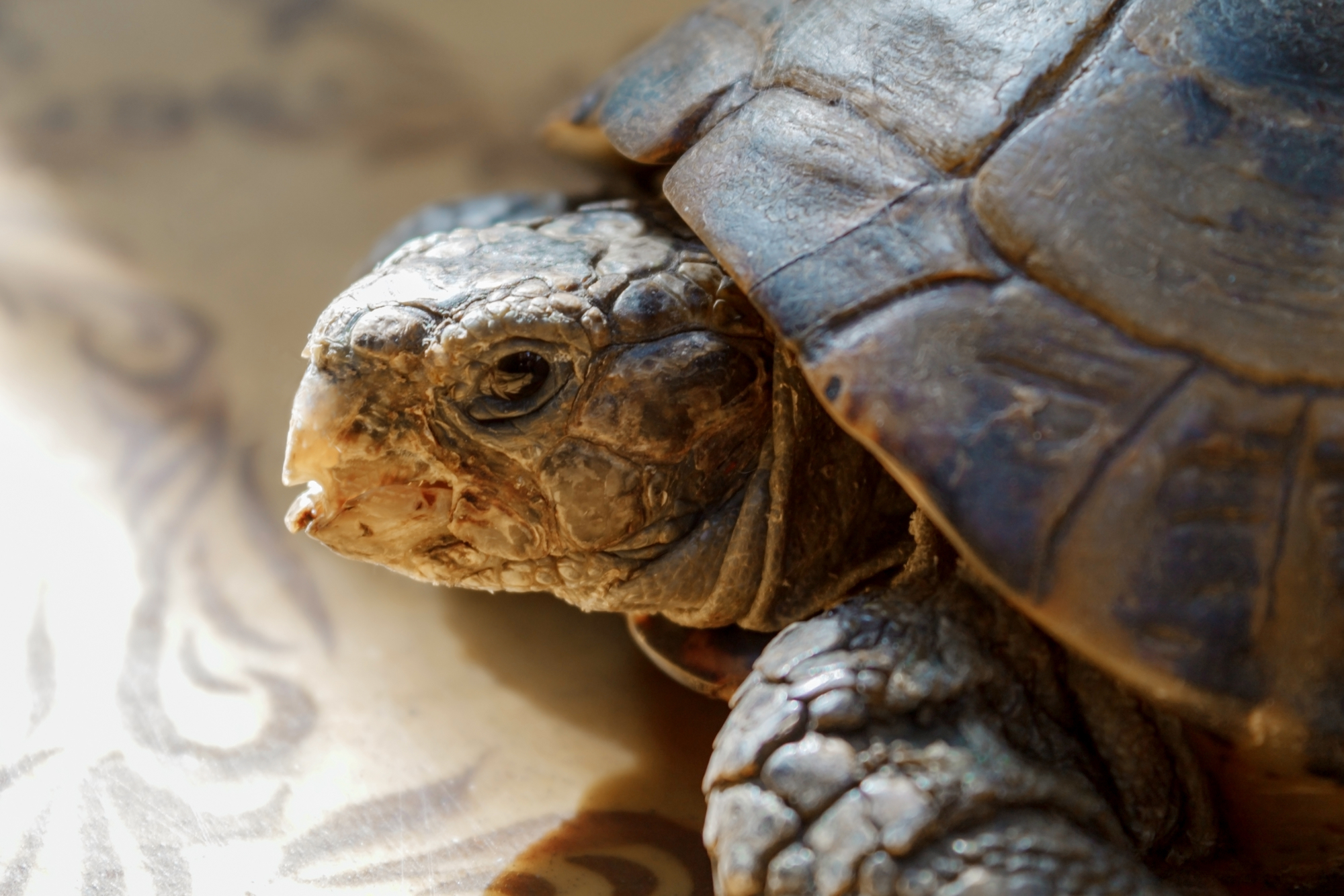Állatkínzás miatt indult nyomozás az Állatkertben agyonütött teknős ügyében