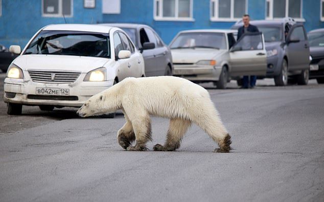 Éhes jegesmedvét láttak kóborolni 800 kilométerre természetes élőhelyétől