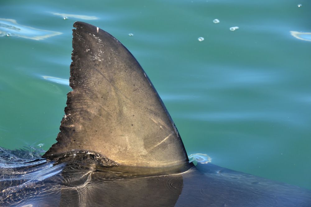 Három cápa mart halálra egy amerikai turistát a Bahamákon