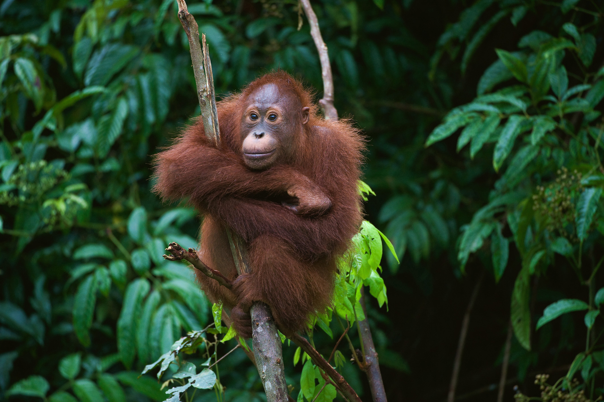 Harmadával csökkent az orangutánok száma a malajziai olajpálma-ültetvények térségében