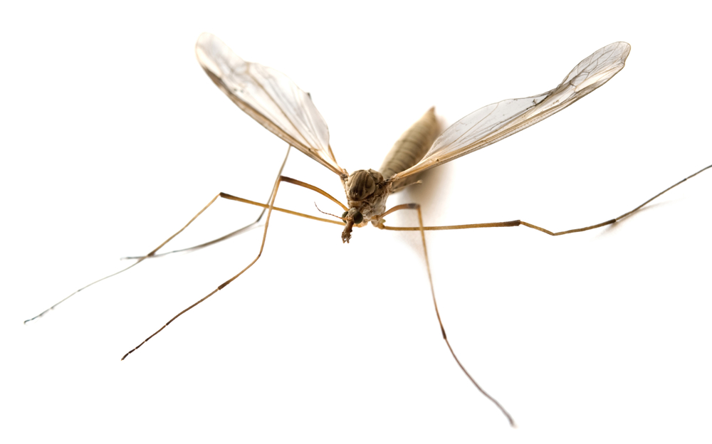 Katasztrófavédelem: folytatódik a szúnyogirtás